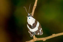 Image of Corma zelica Doubleday 1897