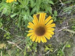 Image of Coastal Sneezeweed