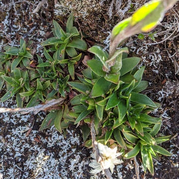 Plancia ëd Xerochrysum milliganii (Hook. fil.) Paul G. Wilson