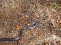 Image of Eastern Indigo Snake