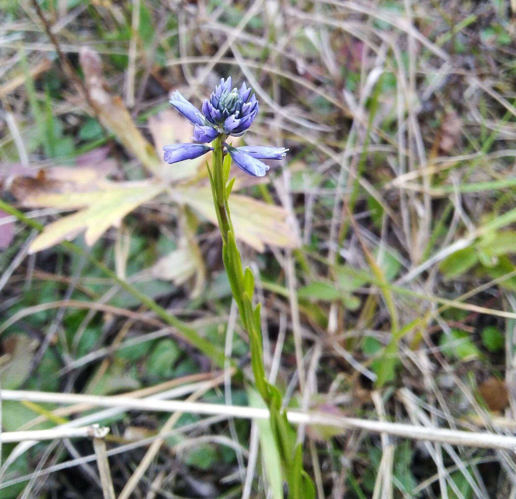 Image of Polygala hybrida Bruegg.