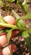 Image of Carolina puccoon