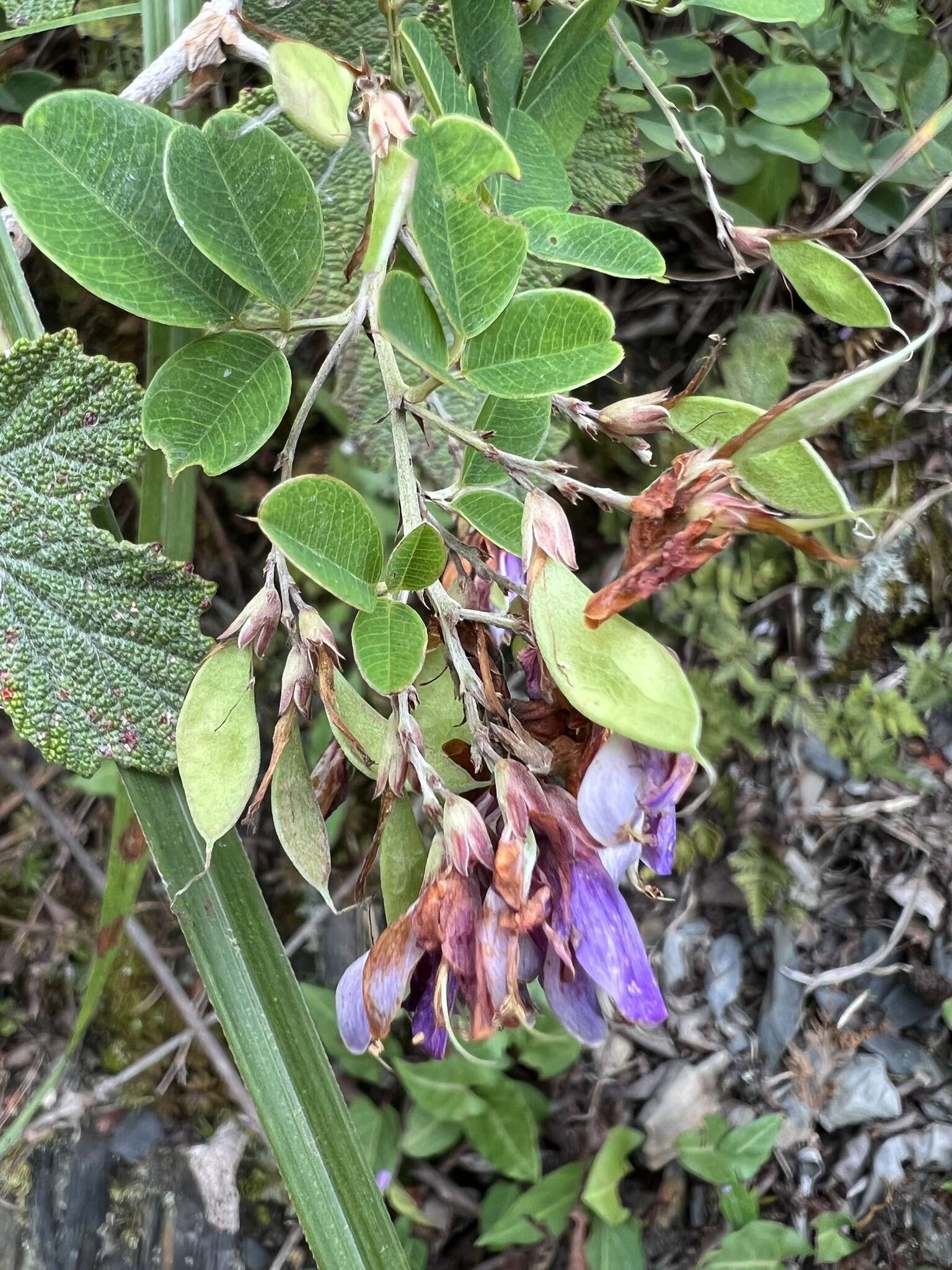 Sivun Lespedeza thunbergii (DC.) Nakai kuva