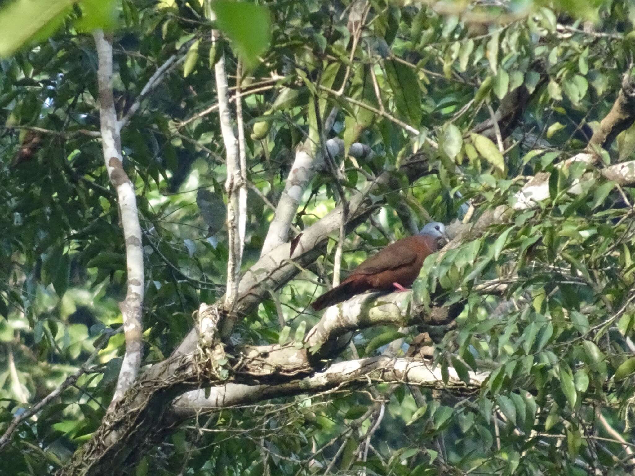 Image of Blue-headed Wood Dove