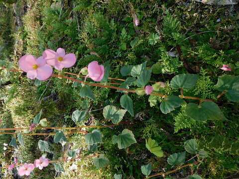 Image of Begonia bulbillifera Link & Otto