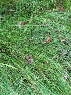 Image of prickly bog sedge