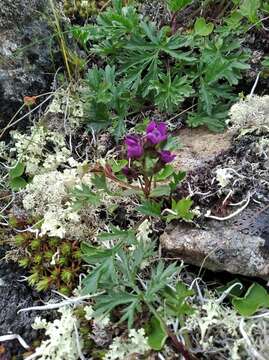 Image of eared dwarf gentian