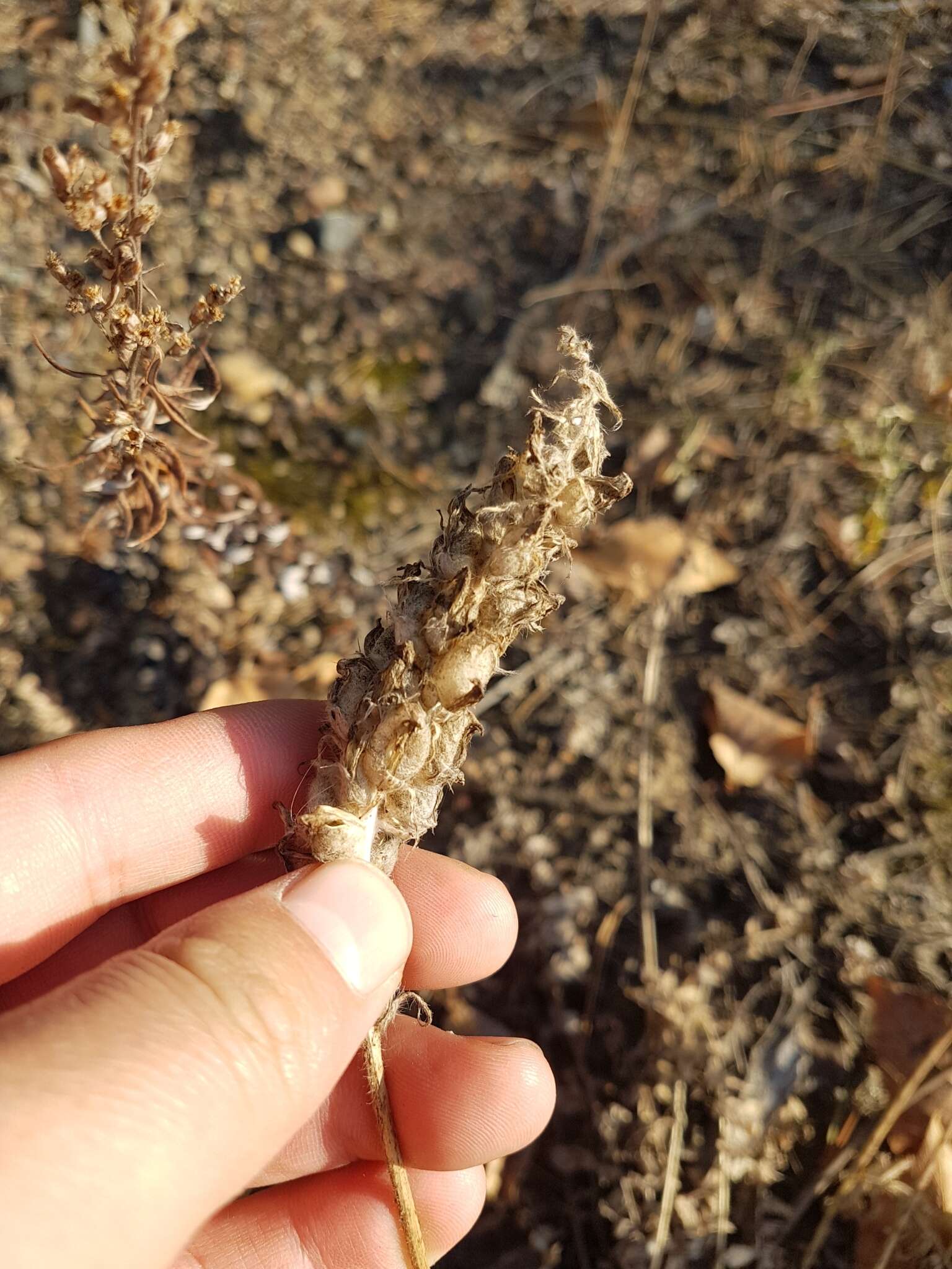 Image of Oxytropis sylvatica (Pall.) DC.