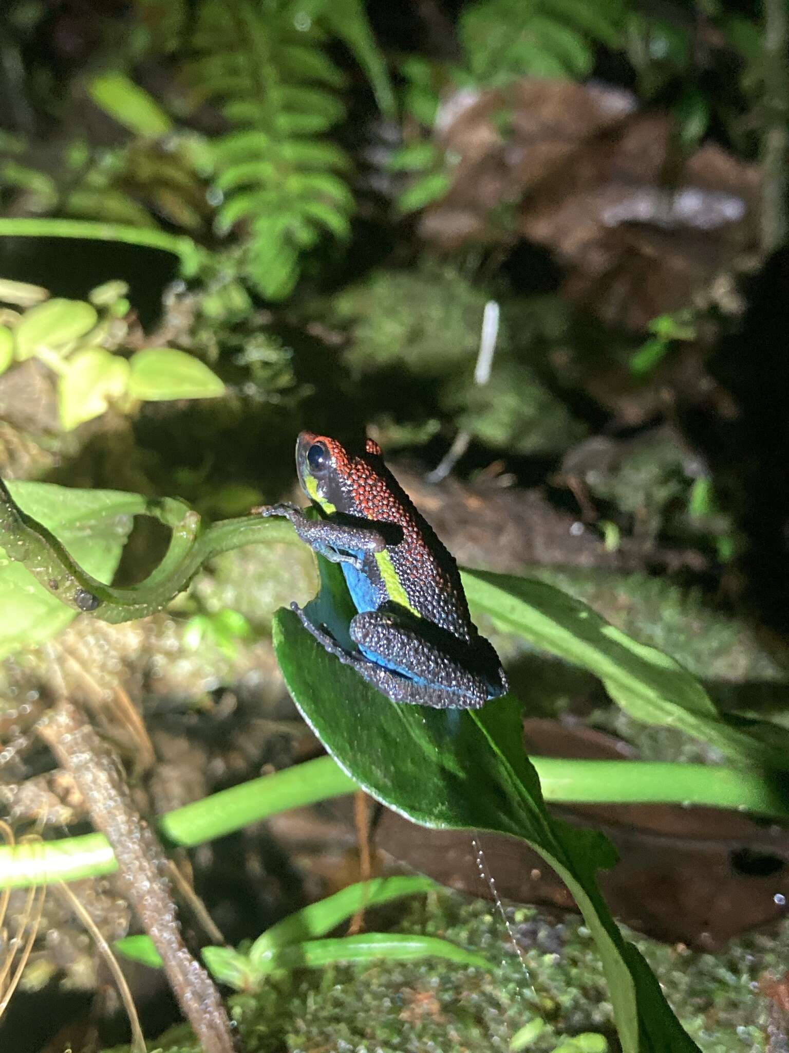 Image of Manu Poison Frog