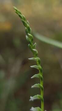 Слика од Spiranthes eatonii Ames ex P. M. Br.