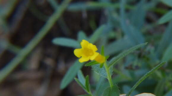 صورة Lithospermum multiflorum S. Wats.