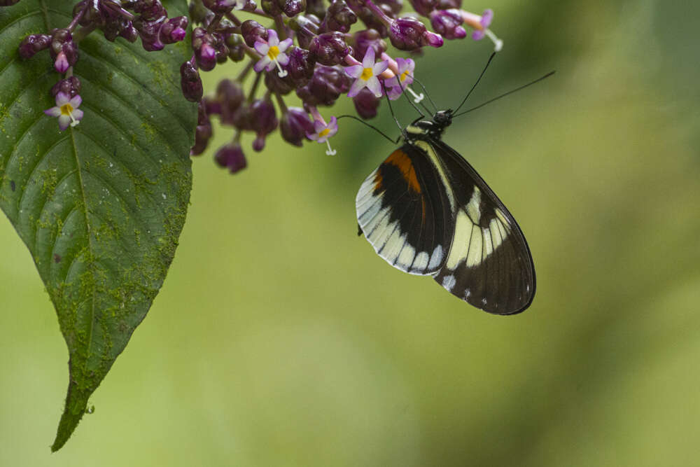 Image of Heliconius cydno alithea Hewitson 1869