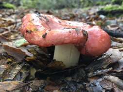 Image of Russula silvicola Shaffer 1975