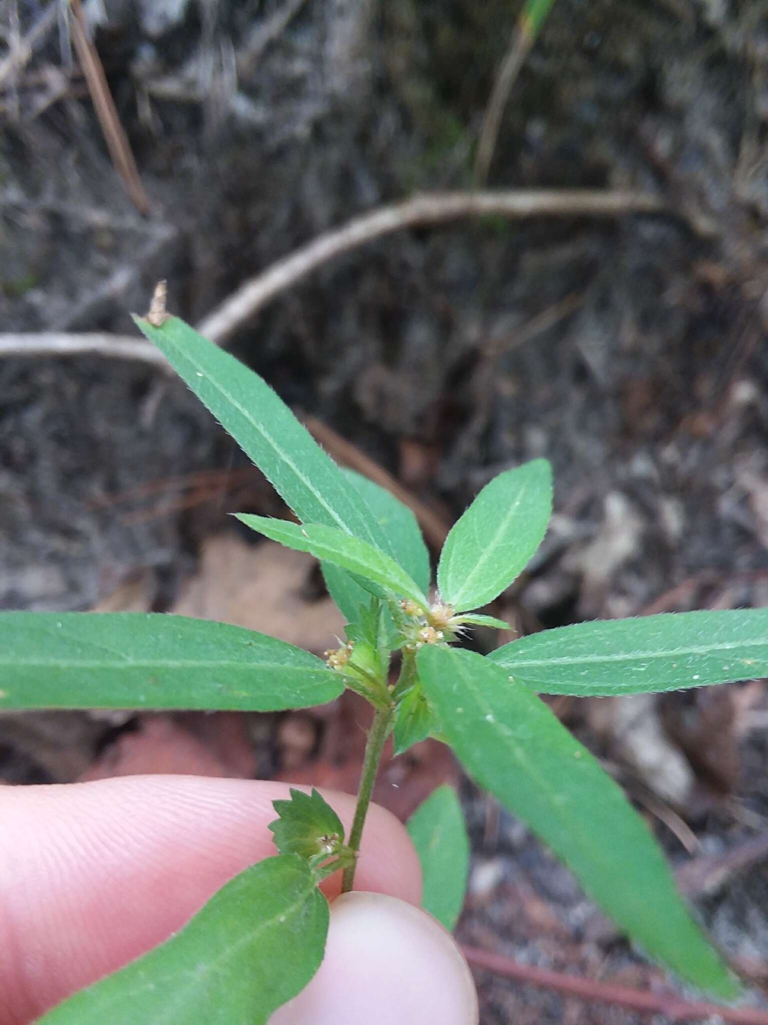 Sivun Acalypha gracilens A. Gray kuva