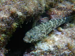 Image of Rock Goby