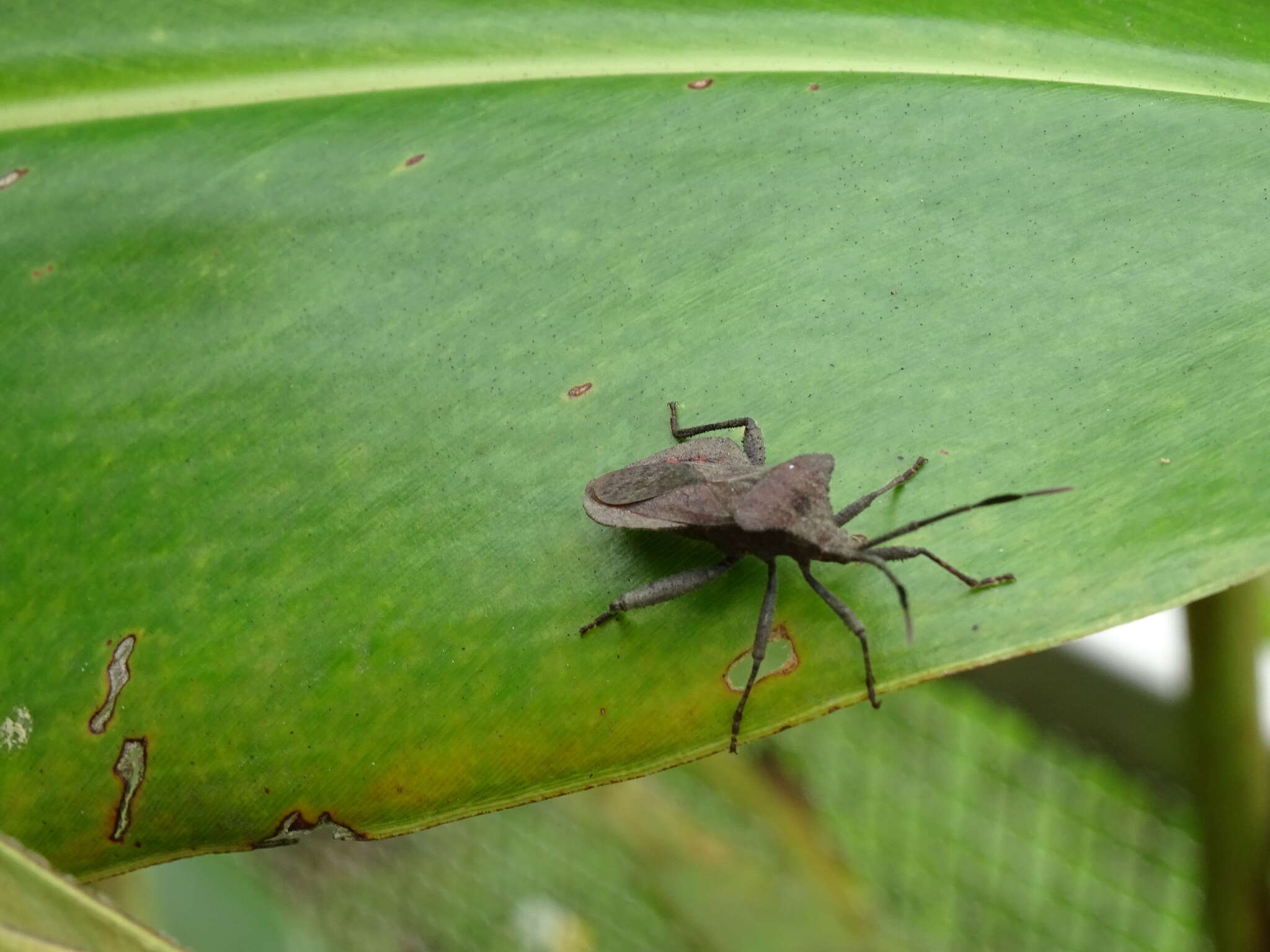 Image de Dalader formosanus Esaki 1931