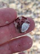 Image of crested oyster