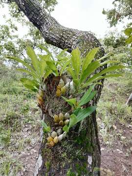 Image of Catasetum pendulum Dodson