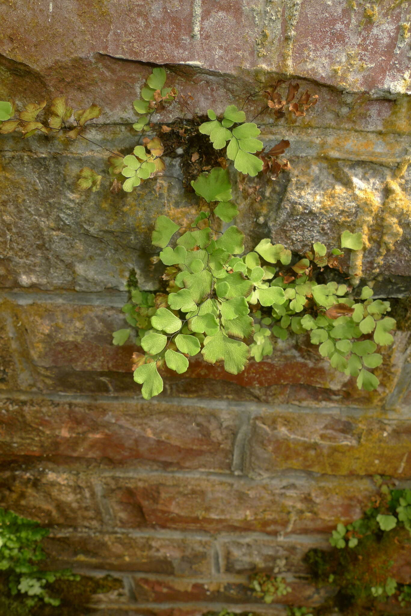 Слика од Adiantum capillus-veneris L.