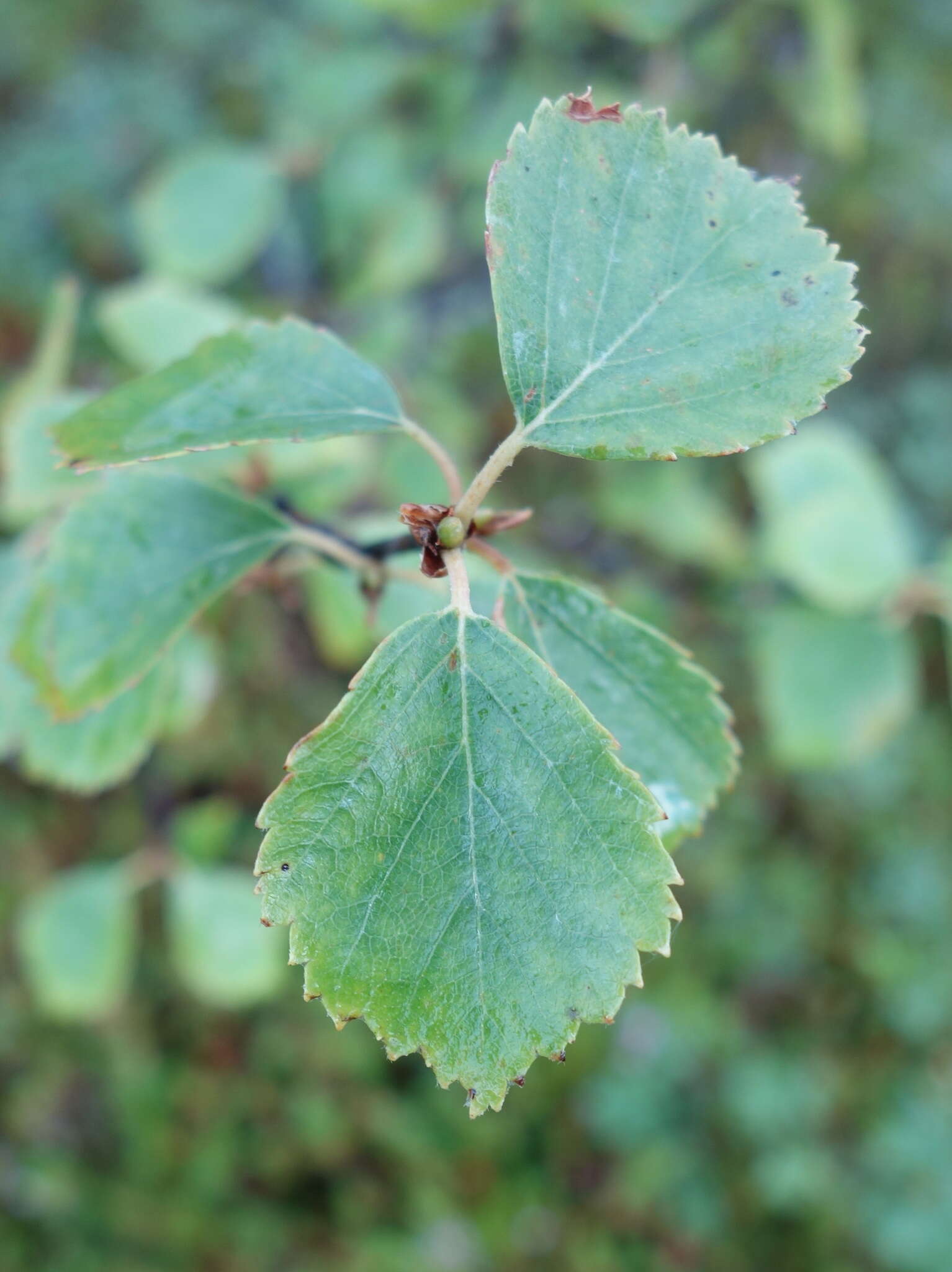 Image of Brown Birch