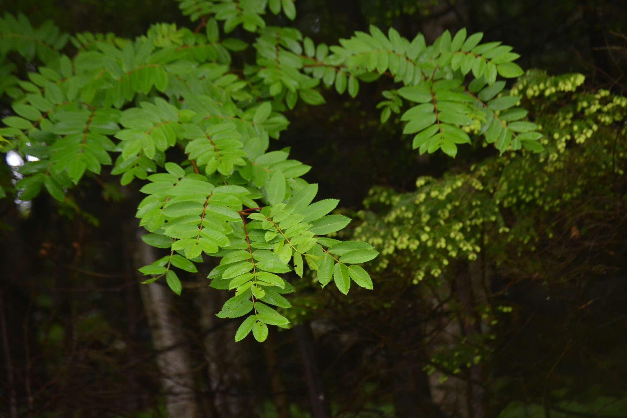 Image of northern mountain ash