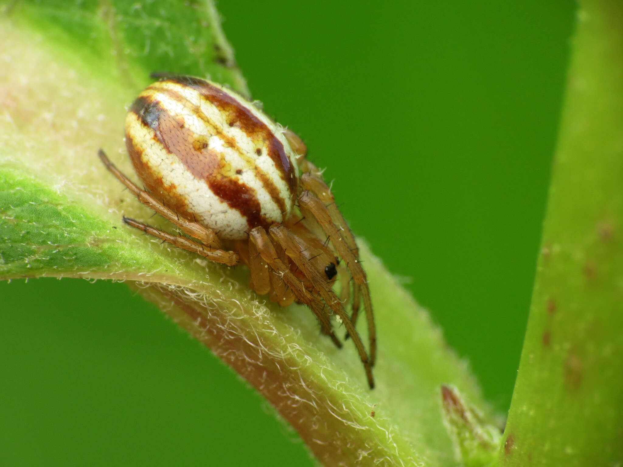 Image of Araneus pratensis (Emerton 1884)