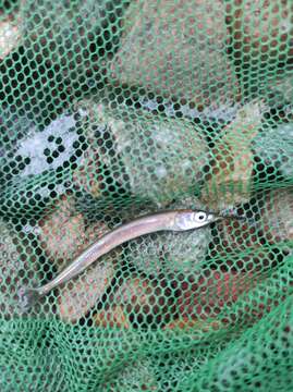 Image of Halfbeak fish