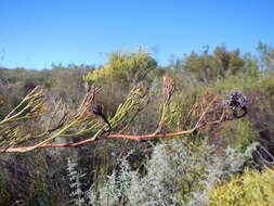 Image of Serruria cygnea R. Br.