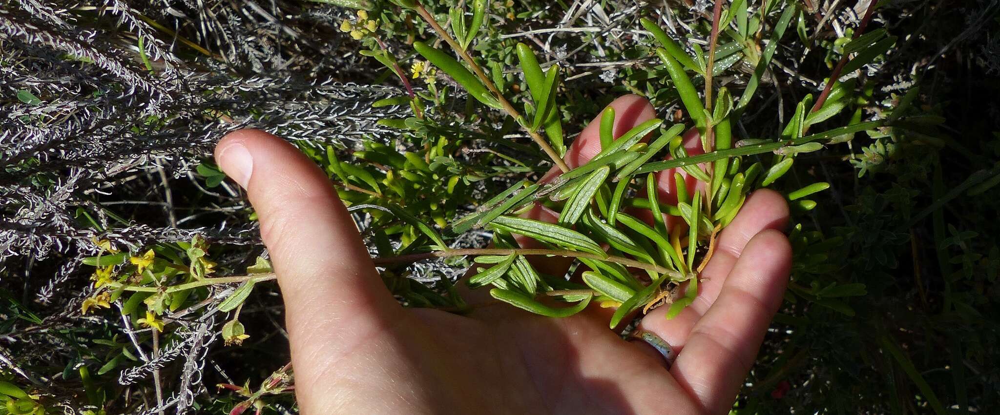 Image of Tetragonia fruticosa L.