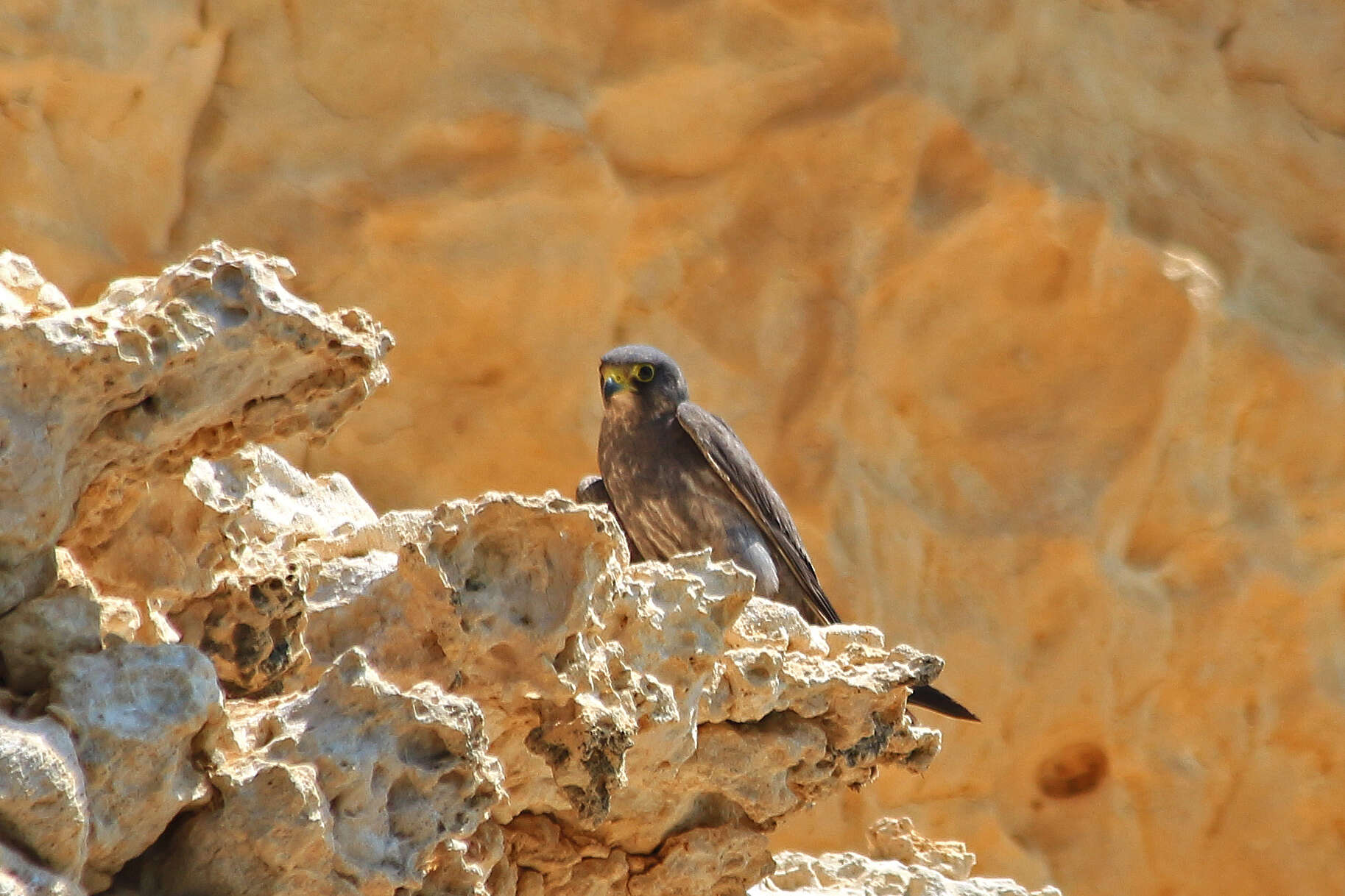 Image of Sooty Falcon