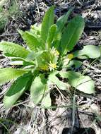 Image of Primula veris subsp. macrocalyx (Bunge) Lüdi