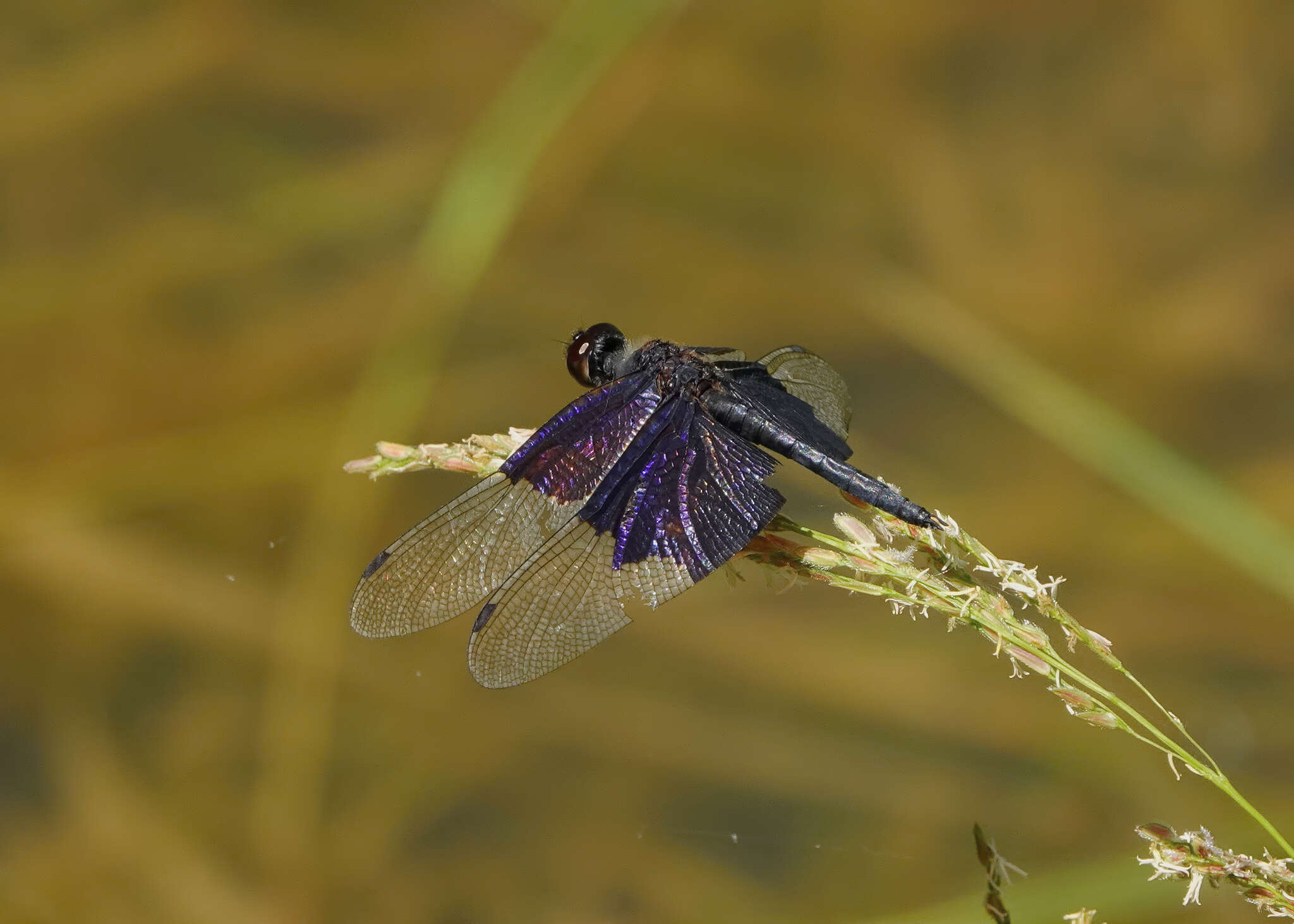 Image of Rhyothemis braganza Karsch 1890