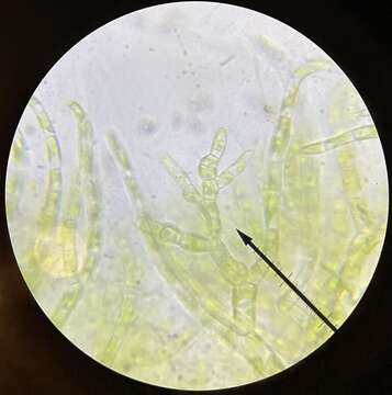 Chaetophoropsis elegans resmi