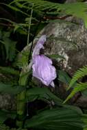 Image of Roscoea purpurea Sm.