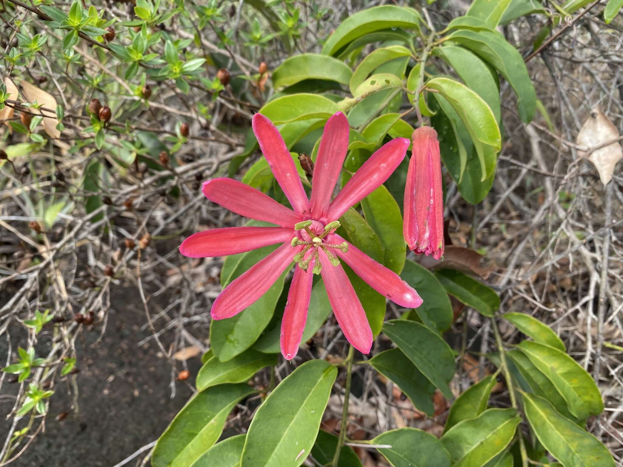 Image of Passiflora variolata Poepp. & Endl.