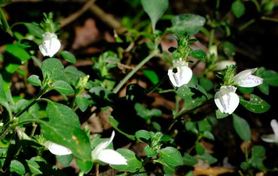 Sivun Isoglossa ciliata (Nees) Engl. kuva