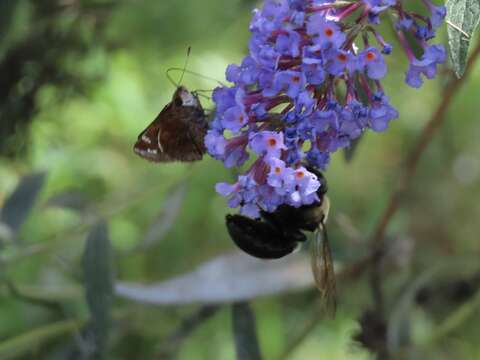 Image de Xylocopa virginica virginica (Linnaeus 1771)