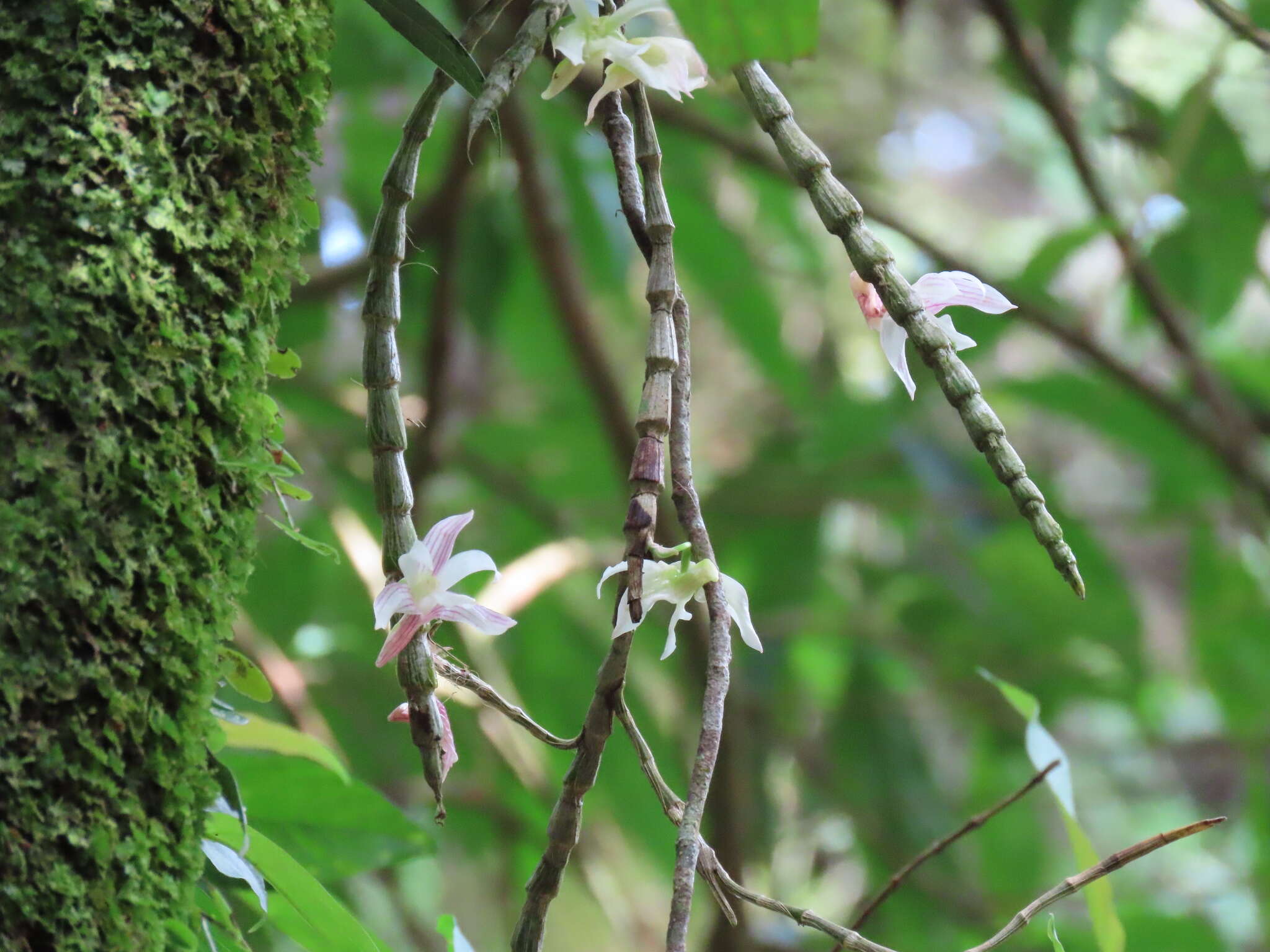 Image of Chameleon Dendrobium