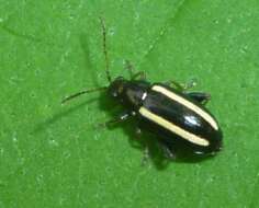 Image of Elongate Flea Beetle