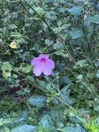 Image of Forest pink hibiscus