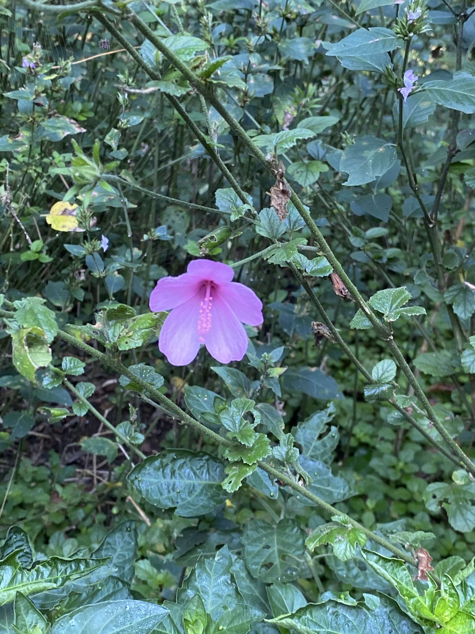 Image of Forest pink hibiscus