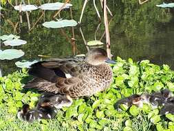 Image of Chestnut Teal