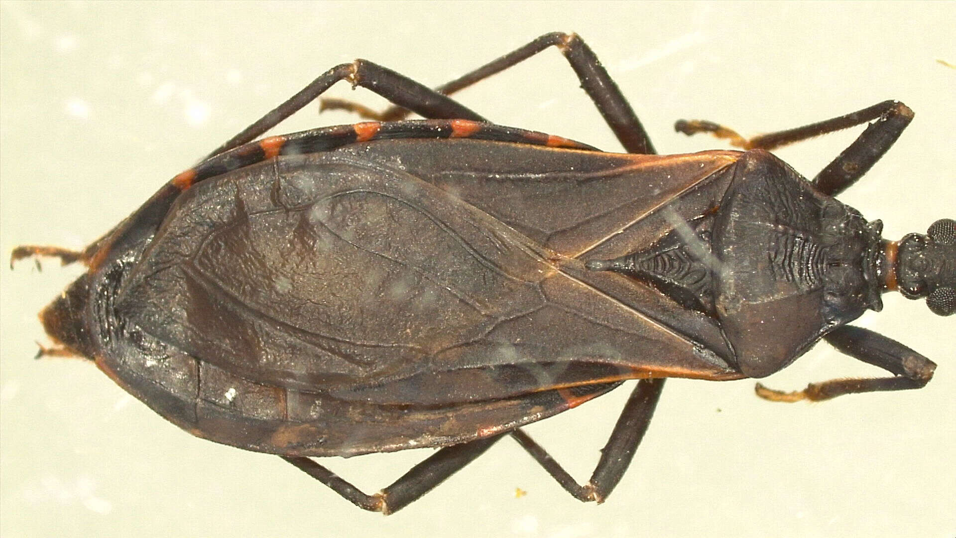 Image of Triatoma rubida (Uhler 1894)