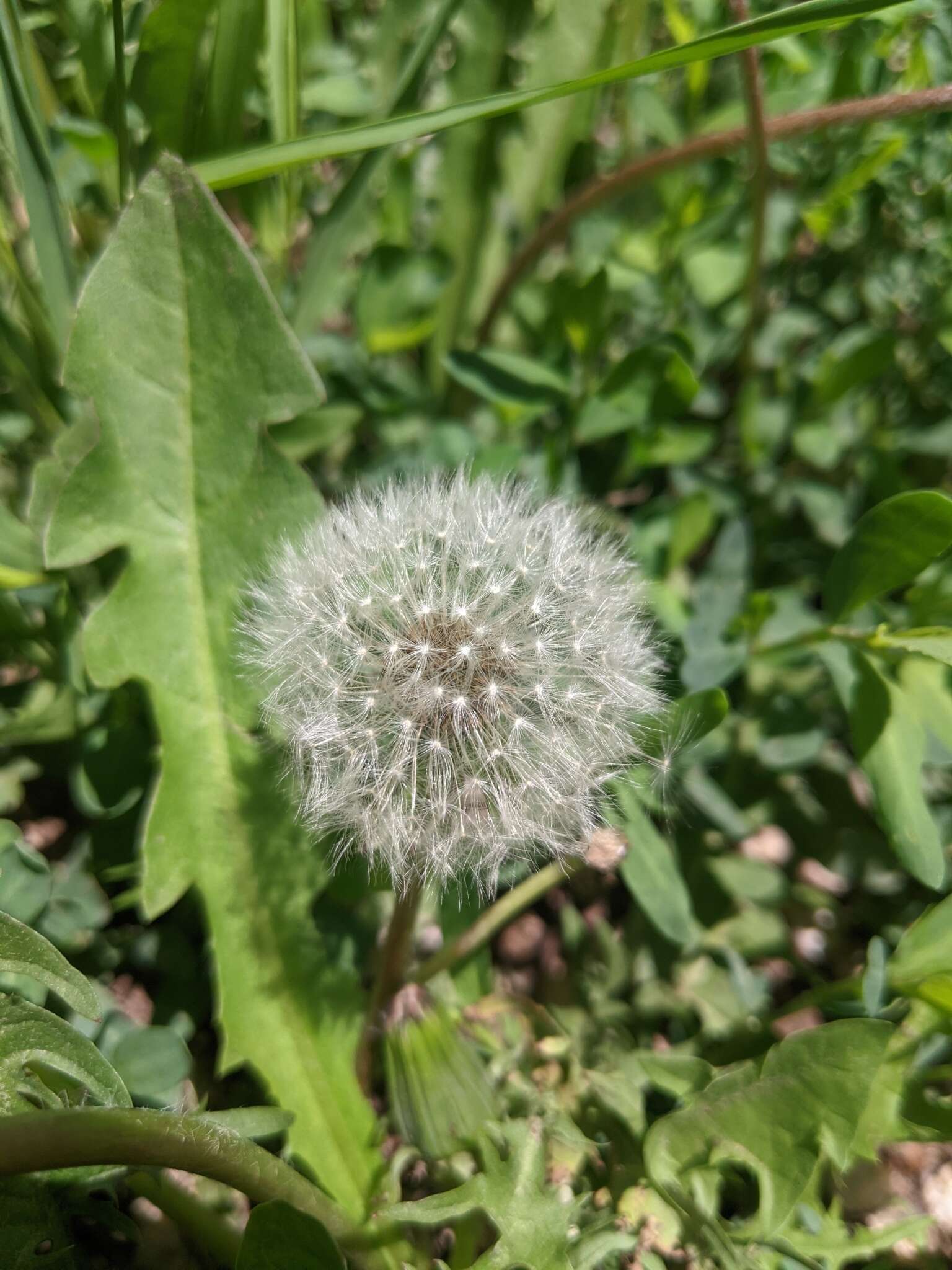 Image of Taraxacum mongolicum Hand.-Mazz.