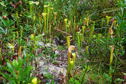 Image of Yellow Trumpets