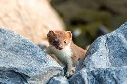 Mustela erminea kadiacensis (Merriam 1896) resmi