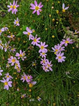 Image of pink tickseed