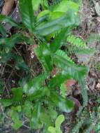 Image of twolobe passionflower