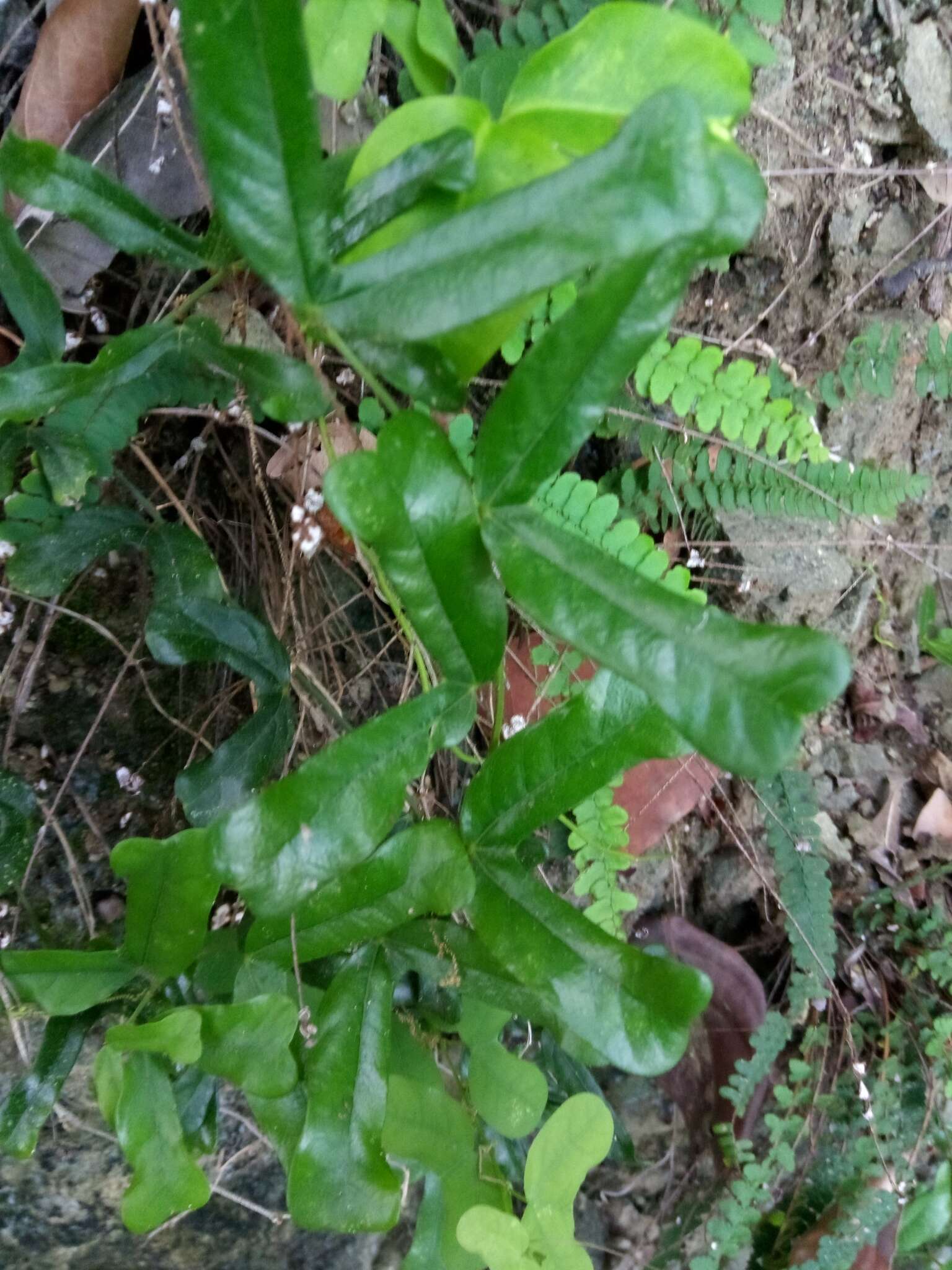 Image of twolobe passionflower