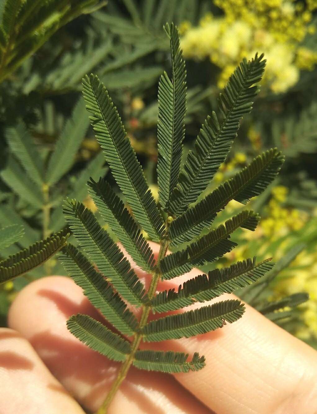 Image de Acacia irrorata Sieber ex Spreng.